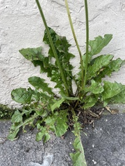 Taraxacum officinale