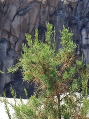 Tamarix usneoides