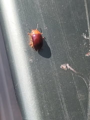 Platymela sticticollis