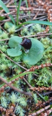 Corybas diemenicus