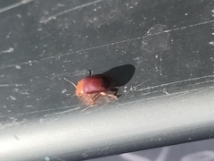 Platymela sticticollis