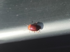 Platymela sticticollis