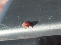 Platymela sticticollis
