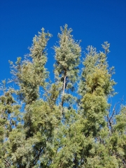 Tamarix usneoides