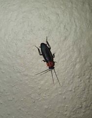 Caloblatta