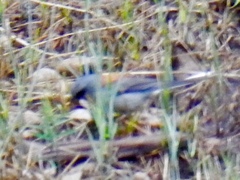 Junco hyemalis dorsalis