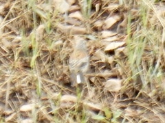 Junco hyemalis dorsalis