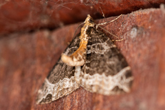 Ecliptopera capitata