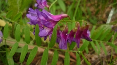 Vicia cassubica