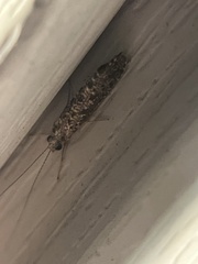 Neurobathra strigifinitella