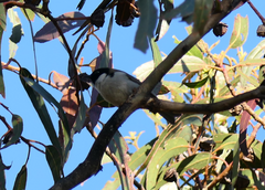 Melithreptus affinis