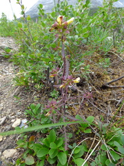 Pedicularis labradorica