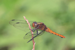 Orthetrum chrysis