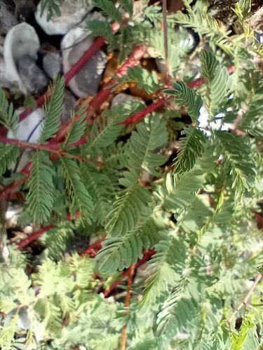Mimosa strigillosa