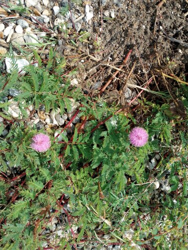 Mimosa strigillosa