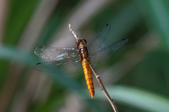 Orthetrum chrysis
