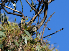Melithreptus affinis