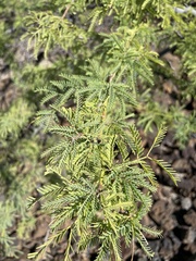 Prosopis pallida