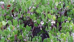 Arctostaphylos hookeri hookeri