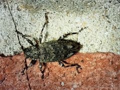 Astyleiopus variegatus