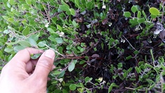 Arctostaphylos hookeri hookeri