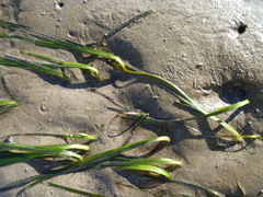 Zostera muelleri