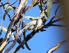 Melithreptus affinis