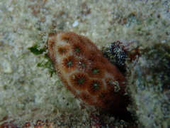 Leptastrea purpurea