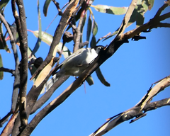 Melithreptus affinis