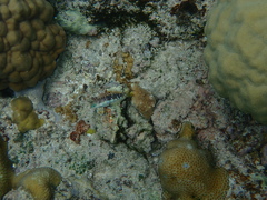 Halichoeres biocellatus