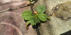 Plantago asiatica