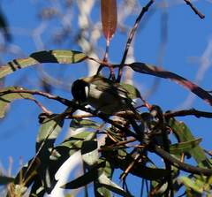 Melithreptus affinis