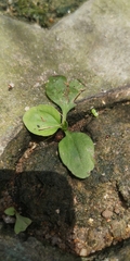 Plantago asiatica