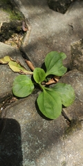 Plantago asiatica