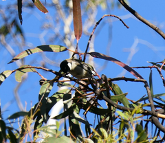 Melithreptus affinis