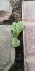 Plantago asiatica