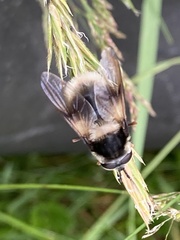 Eriozona syrphoides