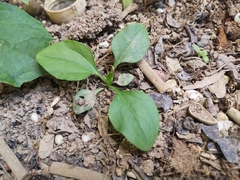 Plantago asiatica