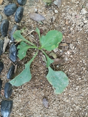 Plantago asiatica