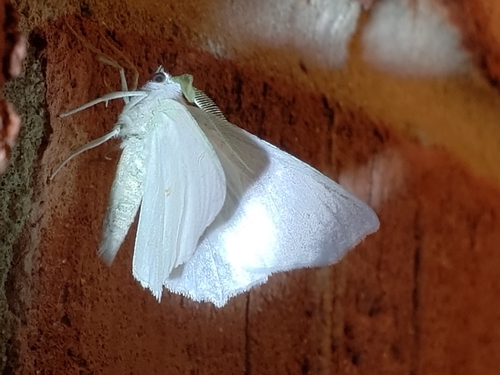 Elm Spanworm Moth photo 4