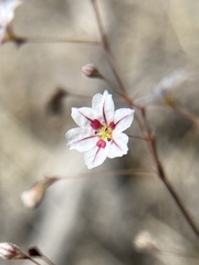 Eriogonum spergulinum