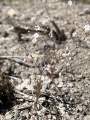 Eriogonum spergulinum