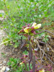Pedicularis labradorica