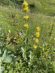 Gentiana lutea lutea