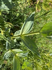 Gentiana lutea lutea