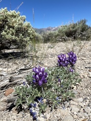 Lupinus duranii