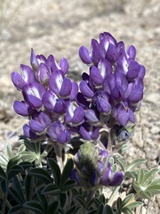 Lupinus duranii