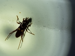 Heterachthes quadrimaculatus