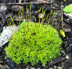 Pseudocrossidium crinitum