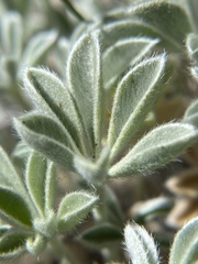 Lupinus duranii